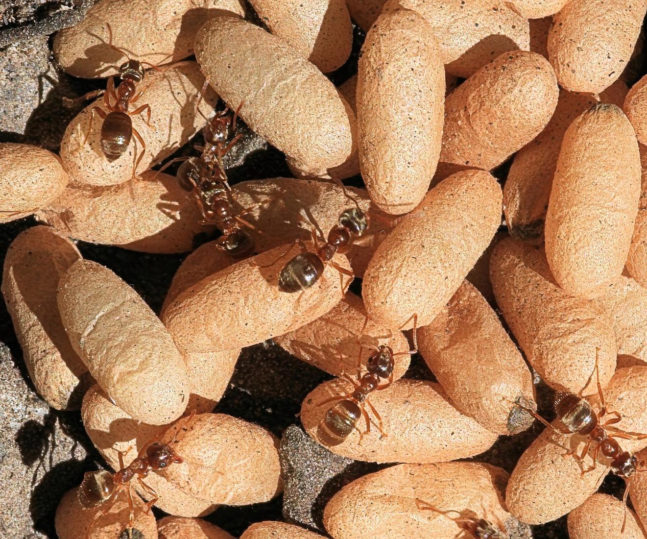 All Pests — Inside & Out — pest control in Pocklington