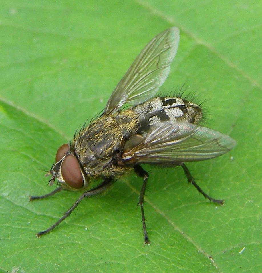Cluster Flies — pest control in Pocklington