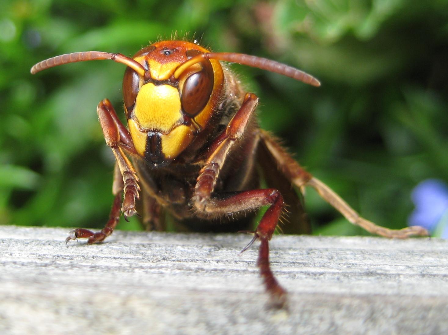 European hornet — Pocklington pest control