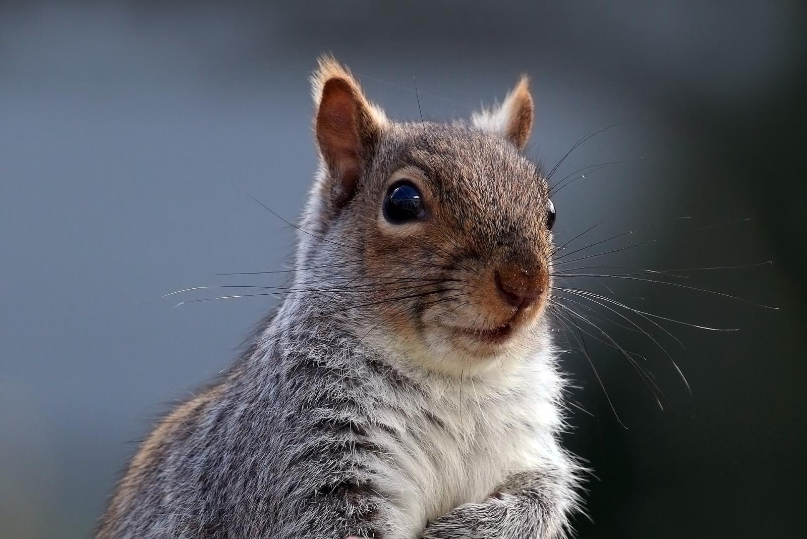 Grey Squirrels — pest control in Pocklington